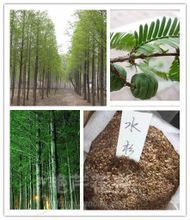 水杉樹的全面剖析 產(chǎn)品參考、生態(tài)價(jià)值與經(jīng)營(yíng)指南